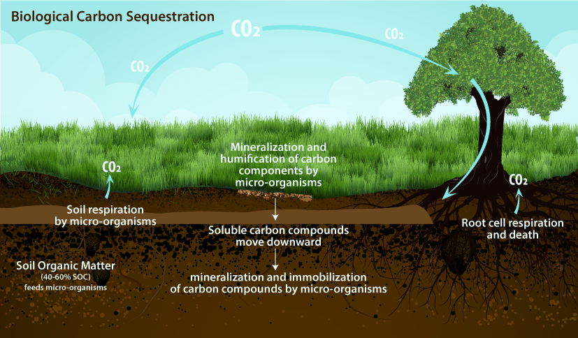 Environmental Impact of Wood’s Carbon Sequestration